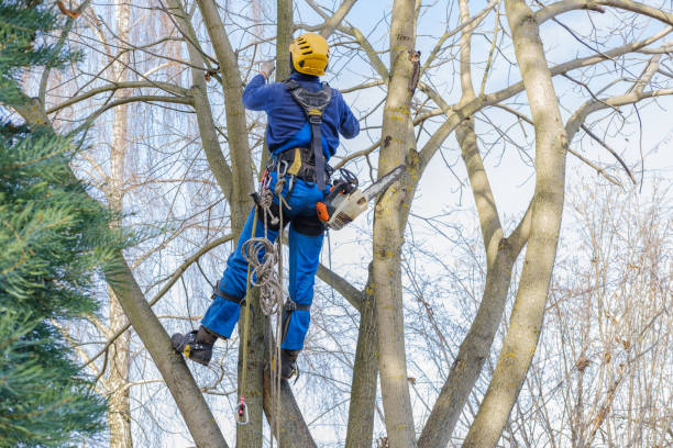 Trusted Royston, GA Tree Services Experts